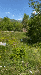 Spring wildflower meadows documented across Cetinje countryside