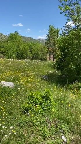 Spring wildflower meadows documented across Cetinje countryside