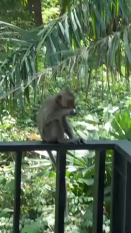A medium shot captures a monkey perched on a black railing, surrounded by lush greenery. The monkey, primarily greyish-brown, sits in the center of the frame, focused on eating something it holds in its hands. The background is filled with various green plants, including palm leaves. The railing appears to be part of a balcony or deck, suggesting a structure overlooking the dense vegetation.
