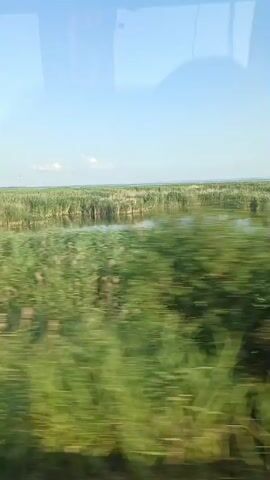 A video taken from a moving vehicle shows a bright blue sky with a few white clouds above a vast expanse of green reeds and vegetation. A narrow body of water, reflecting the sky, cuts through the reeds. In some frames, a small cluster of trees is visible. The sun is shining, casting a bright light on the landscape. The camera is positioned at an angle, suggesting it's looking out of a window. The motion blur indicates the vehicle is traveling at a moderate speed. The overall scene is natural and tranquil.