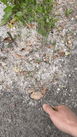 Cottonwood fluff and a cup of beer in Krasnoyarsk