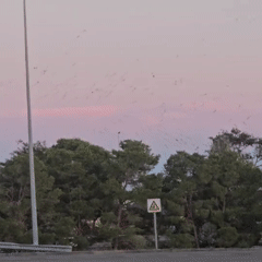 Birds fill the dusk sky over Candasnos as a freight truck passes