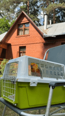 Sun conure parrot spotted in carrier in Udelnaya