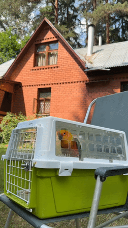 Sun conure parrot spotted in carrier in Udelnaya