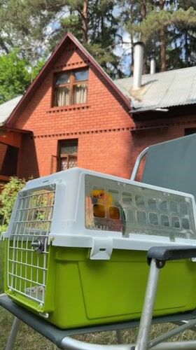 Sun conure parrot spotted in carrier in Udelnaya