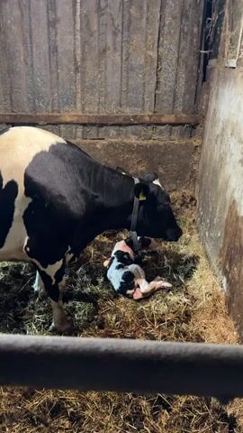 A black and white cow stands over a newborn calf lying on hay in a barn. The calf is wet and appears to have just been born. The cow is looking down at the calf. The barn is dimly lit and has wooden walls and a metal roof.