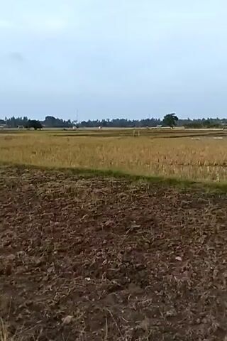 The video shows a view of a rural landscape with a plowed field in the foreground. The sky is overcast. In the middle ground, there is a field of dried vegetation, possibly harvested rice paddies, with some scattered trees and buildings in the distance. The camera is stationary and the video appears to be a continuous shot with no discernible actions or interactions.