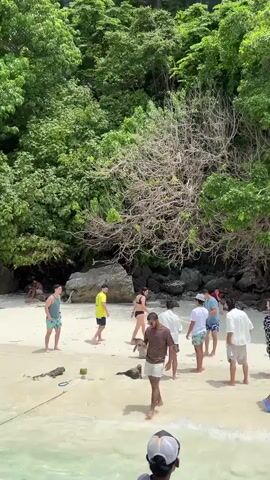 A group of people are on a sandy beach with lush green foliage and large rocks in the background. The water is clear and shallow. One person in the foreground is wearing a brown t-shirt and white shorts. Another person in the midground is wearing a yellow shirt. Other individuals are dressed in swimwear and casual beach attire. A small monkey is visible in the midground, near the person in the brown shirt. There are coconuts and a paddle-like object on the sand. The scene appears to be a tropical or subtropical location.