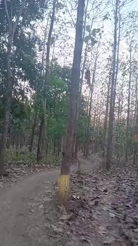 The video shows a narrow dirt path winding through a forest. The trees are tall and slender, with a mix of deciduous and evergreen foliage. The ground is covered in dry leaves and loose stones. The sky is visible through the canopy, suggesting it is daytime. The camera is moving along the path, giving the impression of someone walking or cycling. The overall atmosphere is peaceful and natural.