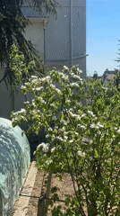 Morning garden view captured from balcony in Varna