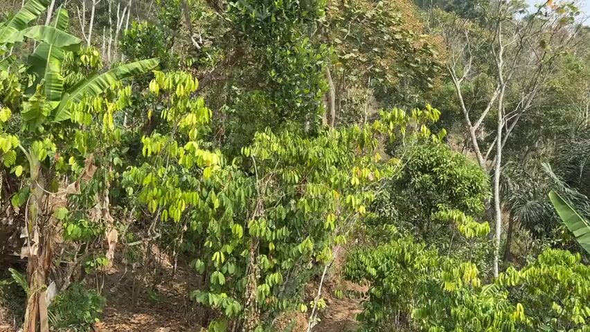 The video shows a dense forest with many trees and plants. The trees are of various sizes and species, with some having large leaves and others with smaller ones. The forest is on a steep hill, and there are visible paths or trails winding through the vegetation. The sky is cloudy, and the lighting suggests it is daytime. The camera appears to be moving, giving a sense of panning or a slow zoom. There are no people or animals visible in the frame. The overall impression is of a lush, natural environment.
