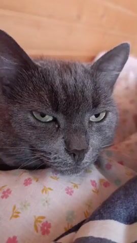 The video shows a close-up of a gray cat's face. The cat is lying down on a patterned fabric, possibly a blanket or pillow. The cat's eyes are closed for most of the video, but they briefly open and narrow, giving the impression of waking up or being slightly annoyed. The background is out of focus but appears to be a wooden surface, suggesting the cat is indoors. The lighting is soft and natural.