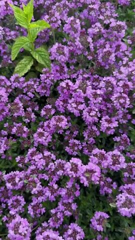 The video shows a field of small purple flowers. There are also some green leaves interspersed throughout the flowers. The camera is panning across the field, showing the vastness of the flowering plants.