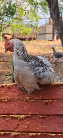 Chickens perch on trees, structures in rural Venezuela evening