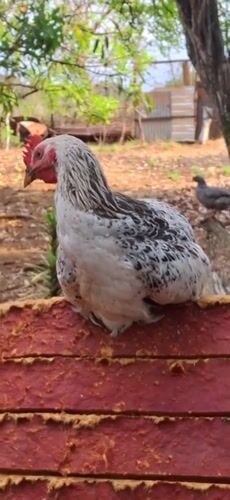 Chickens perch on trees, structures in rural Venezuela evening