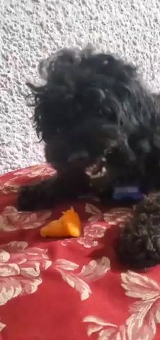 A black poodle is on a red blanket with a floral pattern. A piece of orange food, possibly a carrot, is in front of the dog. The dog is sniffing and nibbling at the food. The background is a white textured wall.