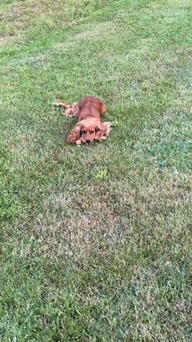 A brown dog is lying on a grassy lawn. The dog is a cocker spaniel, with long, floppy ears. The dog looks at the camera, then rolls onto its back. The dog kicks its legs in the air. The dog then rolls back onto its stomach and gets up. The dog shakes its body. The dog then walks away from the camera.