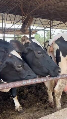 The camera is focused on three Holstein cows in a barn, separated by a metal railing. The cows are black and white. The barn has a corrugated metal roof and open sides. There is a large fan hanging from the ceiling, above the cows.  The floor beneath the cows is covered in manure. One cow has a yellow tag on its ear with numbers.  The perspective is from inside the barn, looking at the cows.