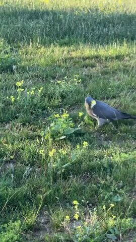 The video shows a wood pigeon in a grassy field with small yellow flowers. The pigeon is gray and has a white patch on its neck. The bird is standing still, looking around.