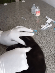 Black kitten gets a checkup and injection at a Nairobi vet clinic