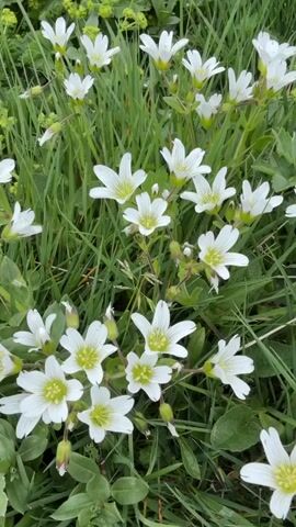 The video shows a close-up, handheld view of a patch of small white wildflowers with green centers, nestled amongst tall green grass. The flowers are delicate with five petals, and some have thin, dark veins running through them. The focus shifts slightly throughout the video, creating a gentle, natural movement. The overall impression is one of a sunny day in a meadow or field. There are no people or animals visible in the video.