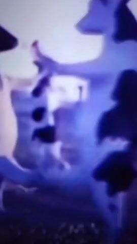 This media file captures a brief, blurry scene featuring what appear to be farm animals, possibly cows, in an outdoor setting. The image quality is low, making precise identification difficult. In the foreground of the first frame, a dark-colored animal, likely a dog, is visible to the left. Behind it, a larger, lighter-colored animal with horns, resembling a cow or bull, stands prominently. Another smaller animal, possibly a calf, is positioned behind the larger one.

The setting appears to be a grassy field, indicated by the green hues and the blurry suggestion of foliage and landscape in the background. The overall lighting suggests it could be daytime, though the atmospheric conditions are unclear due to the low resolution. There is no visible text within the media. The activity is static, with the animals posing for the camera or being observed. The emotions conveyed are neutral due to the lack of detail and clear facial expressions. The location context of Krasivka, Ukraine, suggests a rural, agricultural environment.
