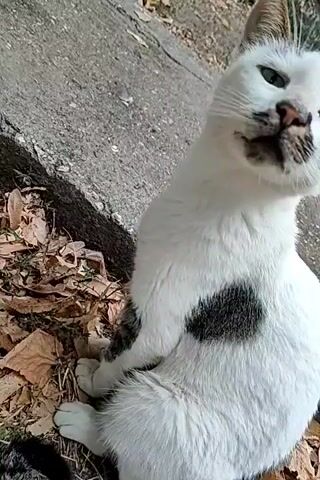 A white and black cat sits on a patch of dry leaves next to a concrete curb. The cat is facing the camera with its head tilted to the side. In the next shot, the cat is looking down and to the side. The following shot shows the cat's head and body as it shifts its gaze. The video then cuts to a view of the cat lying down and grooming itself. The final shot shows two other cats, an orange tabby and a calico, approaching and sniffing the white and black cat.