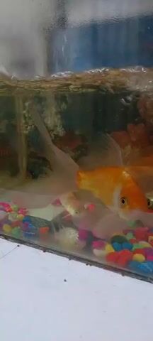 A school of goldfish swim in a clear aquarium filled with water and colorful gravel at the bottom. The fish are predominantly orange and white. Bubbles rise from the bottom of the tank, and the water surface is slightly disturbed.