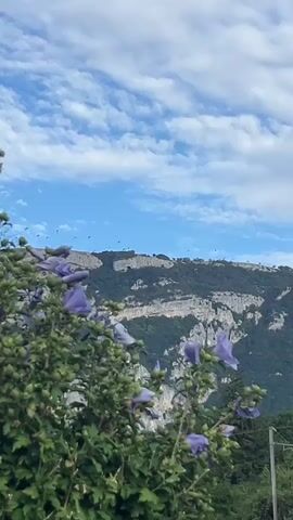 The video shows a view of a mountainous landscape with a clear blue sky and scattered white clouds. In the foreground, there are green bushes with purple flowers. Small black birds are flying in a flock across the sky. The mountains in the background are rocky and covered with trees on their slopes.