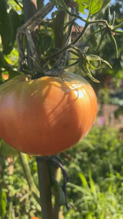 Summer garden in full swing: tomatoes, grapes, cabbages, and flowers