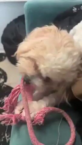 A small, fluffy, light-colored dog is chewing on a pink rope toy with a pink bone-shaped plastic component. The dog is positioned on a teal-colored, plush surface, likely part of a sofa or chair. The dog's fur is slightly disheveled, and it appears focused on gnawing and tugging at the toy. The rope toy is frayed at the ends. The background includes a black-and-white patterned carpet and a dark object, possibly another piece of furniture. The lighting is bright and appears to be indoor.
