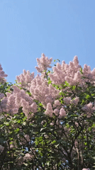 Spring day nature scenes documented across Russian towns
