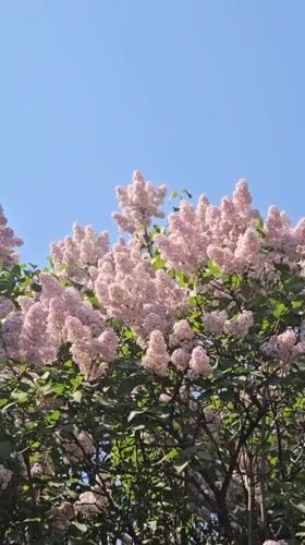 Spring day nature scenes documented across Russian towns
