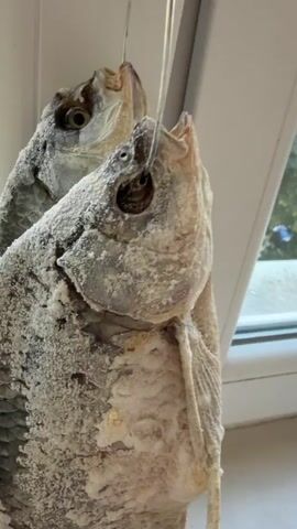 Two dried fish are hanging by strings in front of a window. The fish are covered in what appears to be salt. The window is open, and it is daytime. There are trees and a building visible outside the window.
