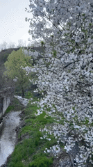 Spring blooms and sunset captured in Zlatograd, Bulgaria