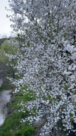 Spring blooms and sunset captured in Zlatograd, Bulgaria