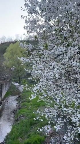 Spring blooms and sunset captured in Zlatograd, Bulgaria