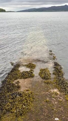 A static, elevated shot shows a body of water with a seaweed-covered concrete or stone structure extending into it. The water is grey and slightly rippled, with small waves gently washing over the end of the structure. The structure itself is covered in various shades of green and brown seaweed, indicating it's regularly submerged by tides. In the distance, a low-lying landmass or mountainous coastline is visible under a cloudy, overcast sky. The overall scene is calm and muted in color, dominated by greys, greens, and browns. No people or animals are visible, and there is no discernible text. The setting appears to be a coastal area or a large sea loch.