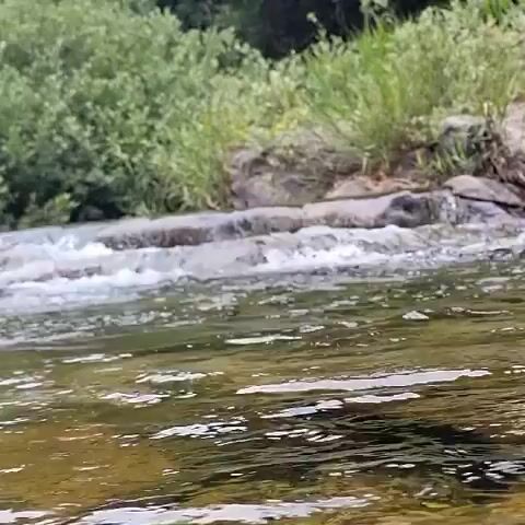 The video shows a close-up, low-angle view of a shallow river. The water is clear and you can see the rocky riverbed beneath. There is some white foam on the surface of the water, particularly in the middle distance where the water appears to be flowing over rocks, creating small rapids. In the background, there is lush green vegetation, likely trees and bushes, growing on the bank of the river. The light suggests it is daytime, possibly a sunny day, as there are reflections on the water's surface. There are no people or animals visible in the video.