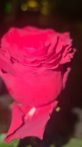A static shot captures a single red rose, its petals in full bloom, occupying the foreground against a blurred background of warm, out-of-focus lights. The rose stands upright on a green stem with visible leaves. The camera slightly rotates around the rose, keeping it centered. In the background, green and yellow bokeh lights suggest an evening or nighttime setting. The ambient lighting is dim, highlighting the rose as the central focus.
