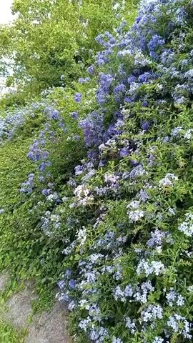 The video pans across a dense wall of green foliage, interspersed with numerous clusters of small, pale blue and white flowers. The plants appear to be a flowering vine or shrub, climbing or growing densely together. The lighting suggests it is daytime, possibly overcast or late afternoon, with soft, diffused light illuminating the scene. The background is mostly obscured by the plant life, though hints of other greenery and a building facade are visible at the top and right edges of the frame. The camera movement is smooth, creating a continuous view of the floral display.