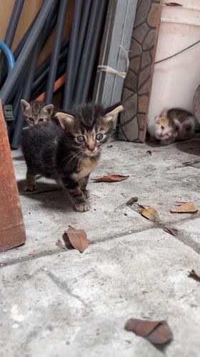 Three kittens explore outdoor space in Dalung, Indonesia
