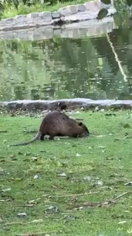 The video shows a coypu (also known as a nutria) foraging in a grassy area next to a pond. The coypu is brown and has a long, rat-like tail. It is standing on all fours and appears to be nibbling at the grass. The pond behind the coypu is surrounded by a stone border and has reflections of trees and foliage on its surface.