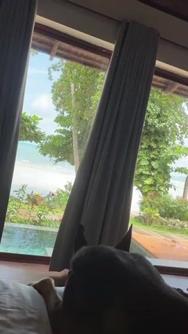 The video shows a close-up perspective from a bed looking out a large window. In the foreground, the back of a dog's head and ears are visible, silhouetted against the bright exterior. The dog is facing towards the window. A gray curtain is partially drawn, angled diagonally across the window. Through the window, a tropical outdoor scene is visible, including lush green trees, a body of water (likely the ocean), and a beach with white sand. There appears to be a swimming pool to the left of the frame. The sky is blue with some clouds. The overall impression is one of a relaxing vacation setting, viewed from the perspective of someone resting in bed with their dog.