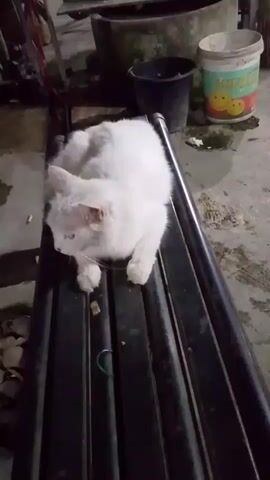A white cat is lying on a black corrugated surface. The cat is facing left and looking down. The background is blurry and dark, but it appears to be an outdoor or semi-outdoor setting with some buckets and a large container visible. There are some small objects scattered on the surface in front of the cat. The video is filmed from a high angle, looking down at the cat.