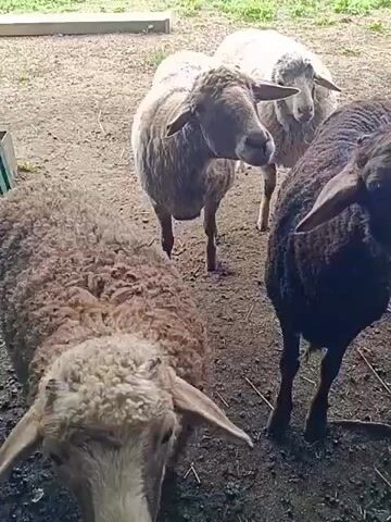 A group of sheep are gathered in a muddy enclosure. One sheep is black and appears to be interacting with a fence. Other sheep are brown and white. The background consists of a grassy field and a cloudy sky. The video is shot from a low angle.