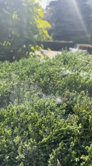 Urban garden bee activity documented during spring afternoon observation