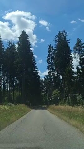 The video shows a first-person perspective of driving on a paved road through a dense forest. Tall evergreen trees line both sides of the road, creating a canopy that partially shades the road. The sky is blue with scattered white clouds. The road appears to be in good condition, with grass and wildflowers growing along the edges. There are no other vehicles or people visible in the video. The lighting suggests it is daytime, likely late morning or early afternoon due to the brightness and shadows. The overall impression is one of a peaceful, natural landscape.