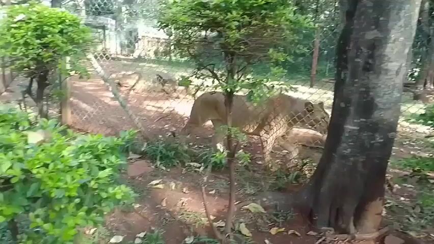 The video shows a wooded area, seemingly an enclosure at a zoo or animal sanctuary. Two lions are visible, walking through the undergrowth and around trees. The enclosure is fenced in, with a dirt floor covered in leaves. There's a wooden platform in the distance, inside the enclosure. The video is shot from outside the enclosure, looking in.