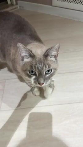 A grey and white cat walks across a light-colored floor. The cat is facing forward and looking at the camera. The cat has blue eyes and white paws. The floor is made of wood-look planks. There is a shadow on the floor. The lighting is artificial.